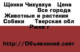 Щенки Чихуахуа › Цена ­ 12000-15000 - Все города Животные и растения » Собаки   . Тверская обл.,Ржев г.